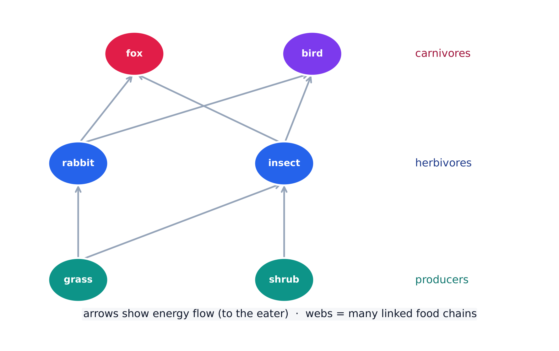 A food web links many food chains; arrows point the way energy flows