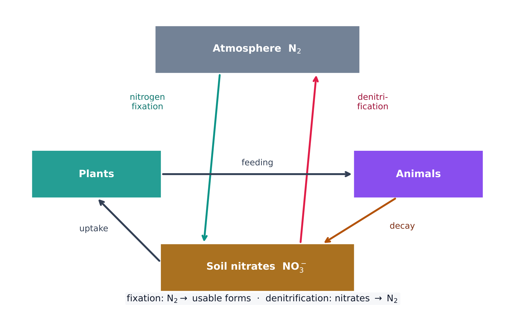 The nitrogen cycle: N is fixed into soil nitrates, passed through food, and returned to the air by denitrification