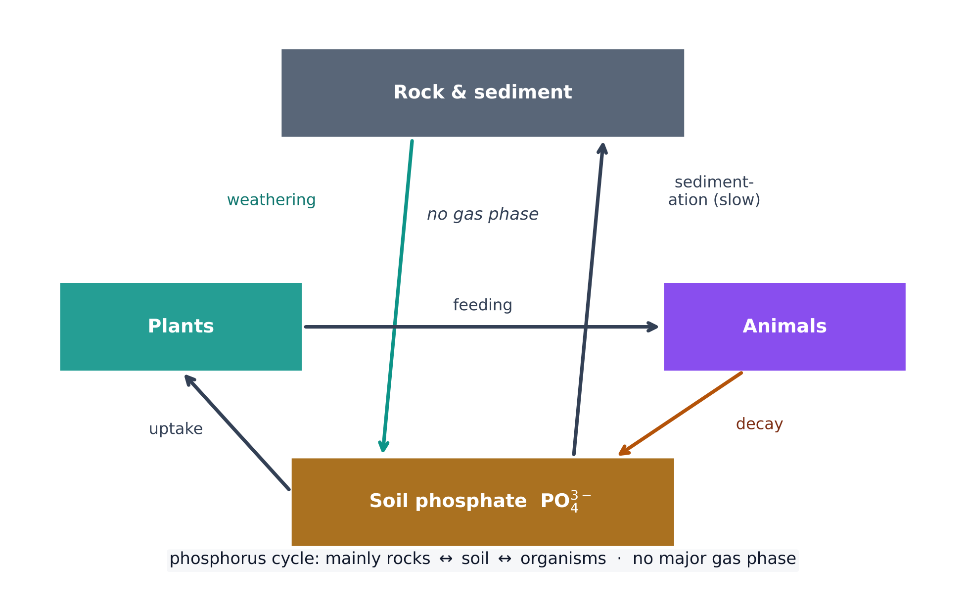 The phosphorus cycle: rock weathers to soil phosphate and slowly sediments back, with no gas phase