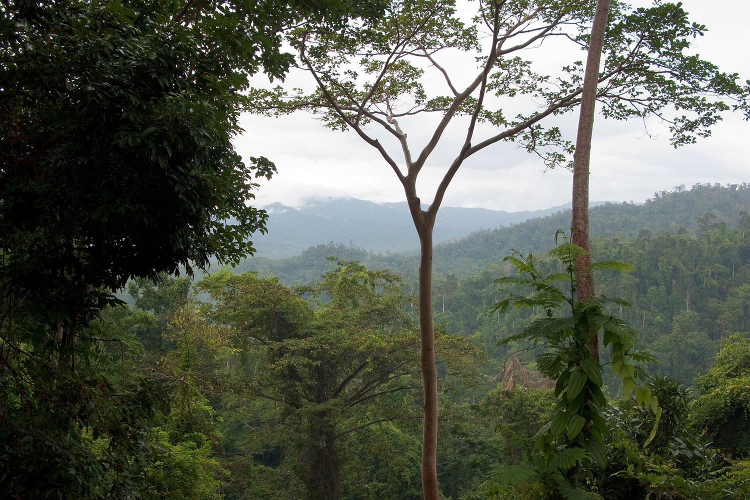 A misty tropical rainforest with dense, layered green canopy on steep hills