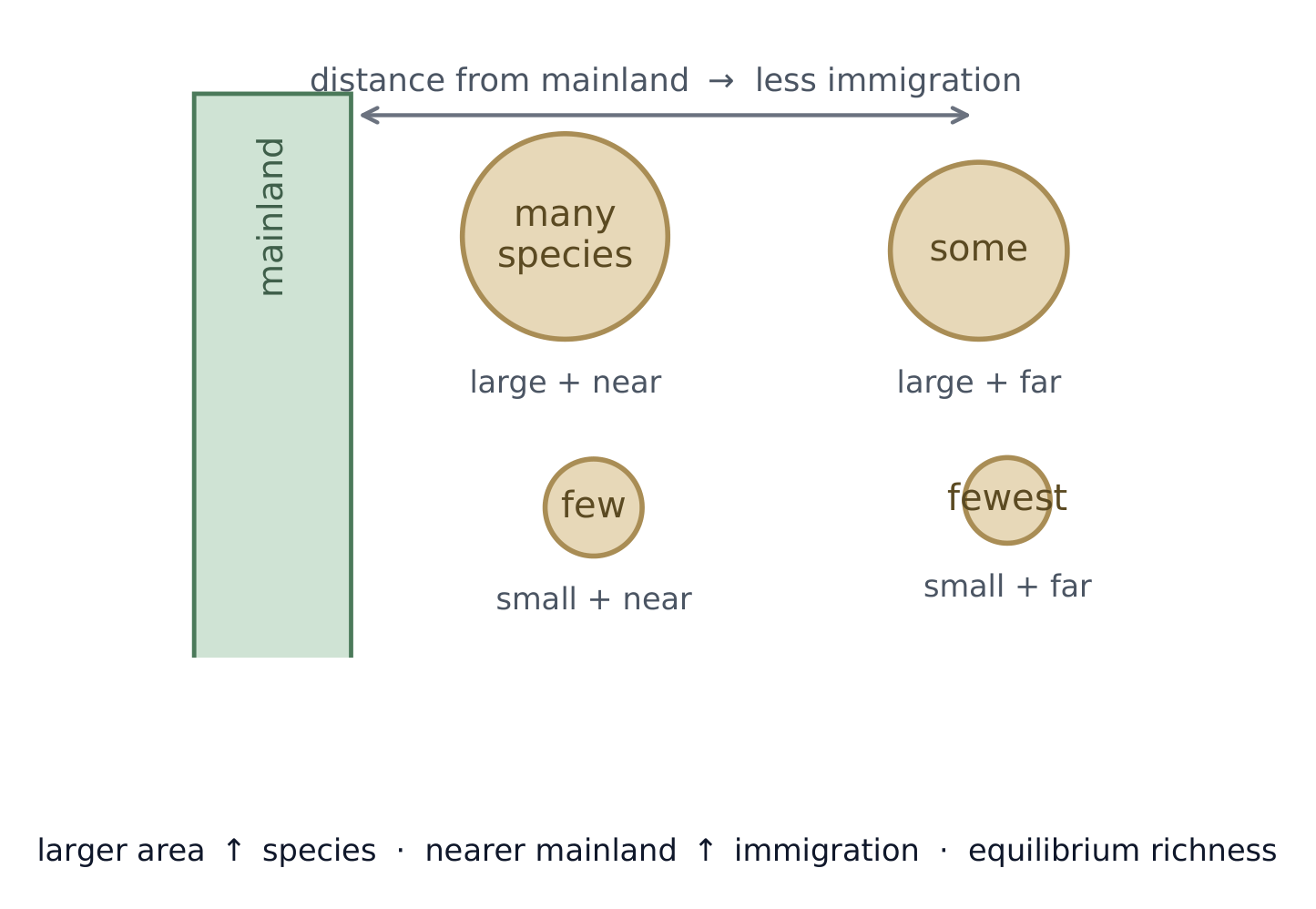 Larger and nearer islands hold more species, balancing immigration against extinction