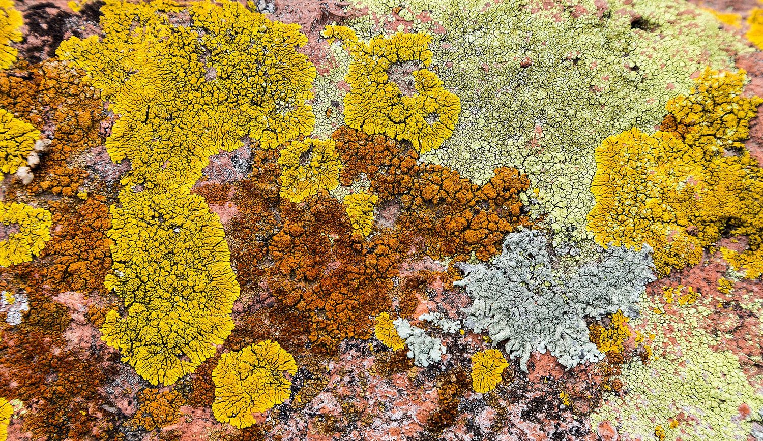 A rock surface covered in yellow, orange, and pale-green crusty patches of lichen