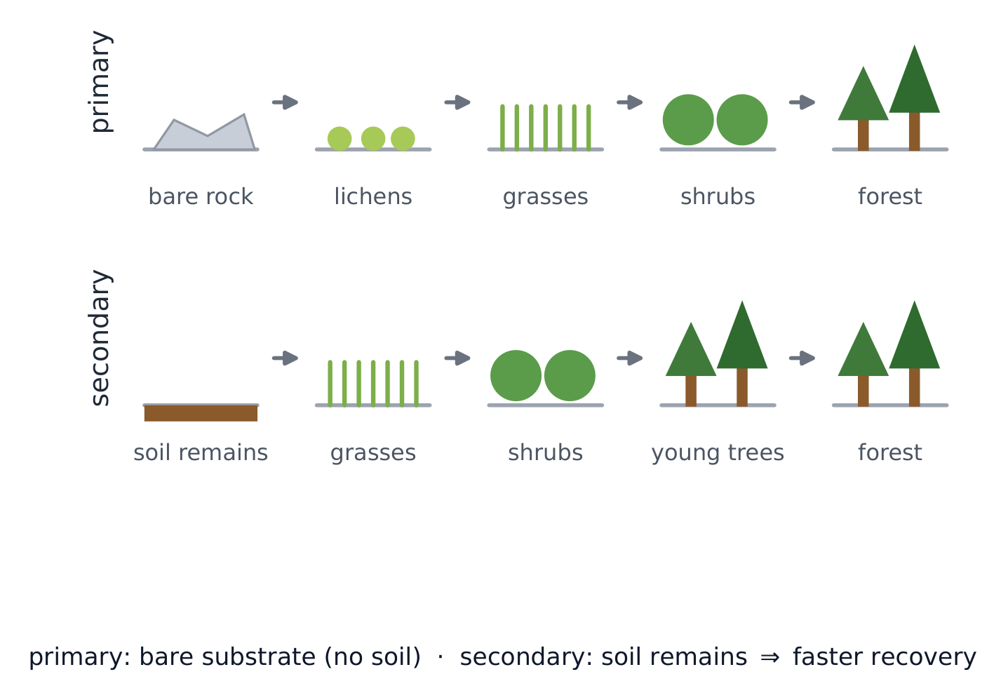 Primary succession builds from bare rock; secondary succession regrows from surviving soil