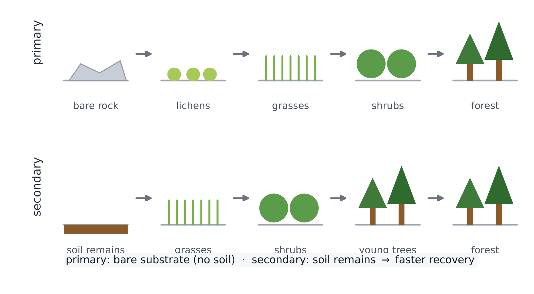 Primary succession builds from bare rock; secondary succession regrows from surviving soil