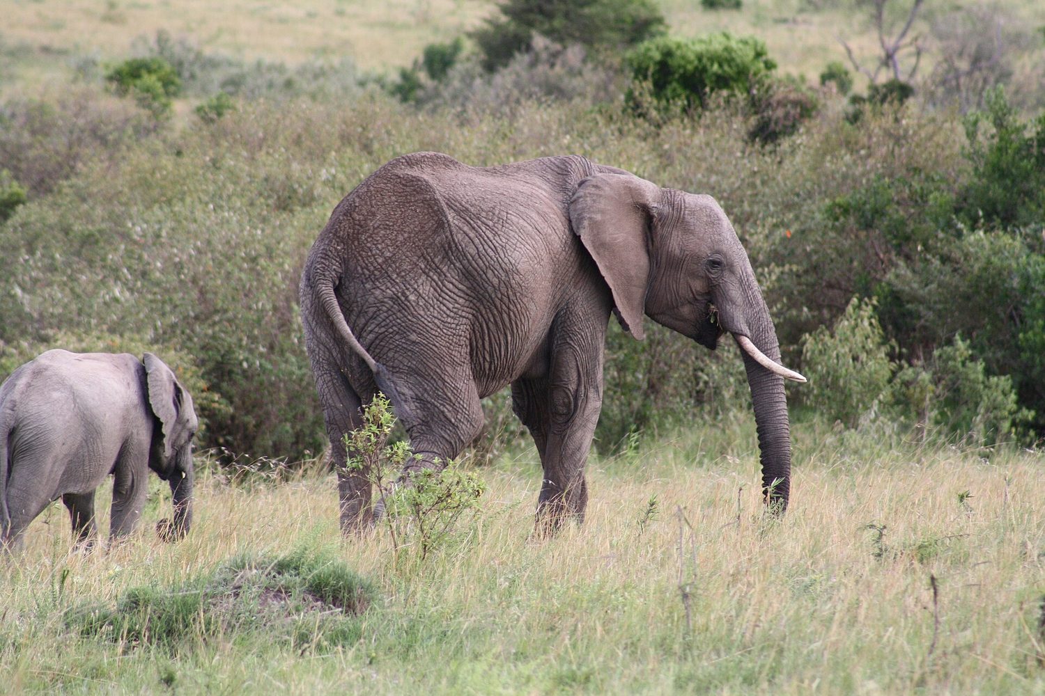 An adult elephant walking with its single small calf across grassland