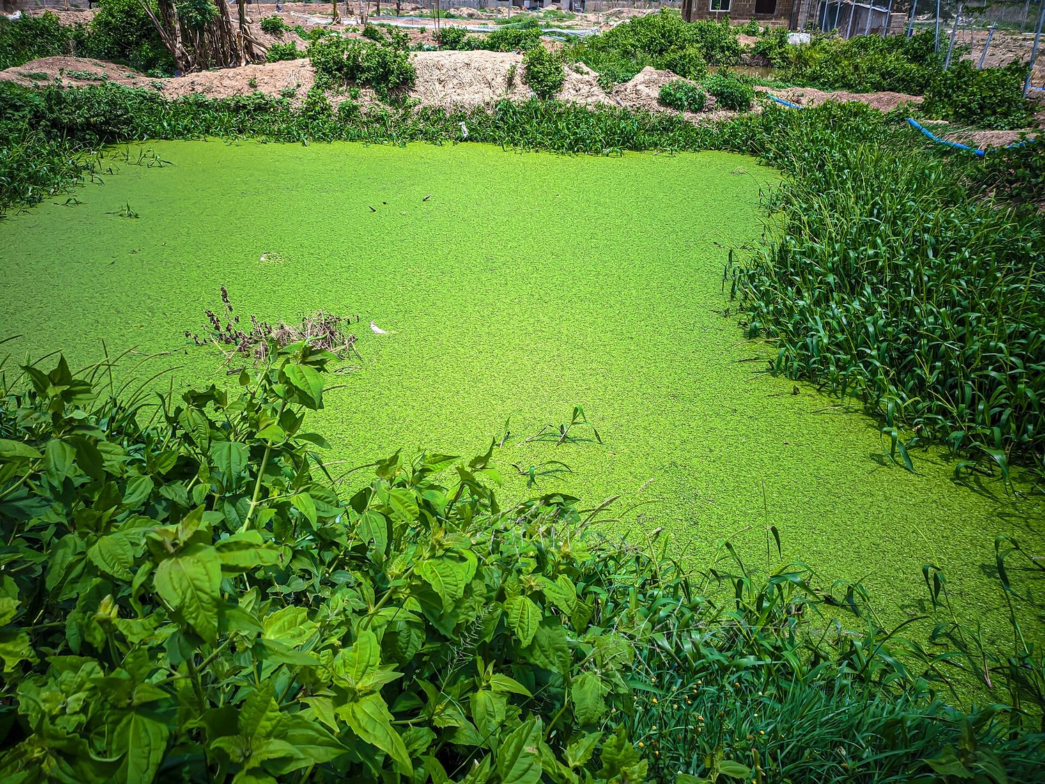A small pond whose entire surface is covered with a thick layer of bright green algae
