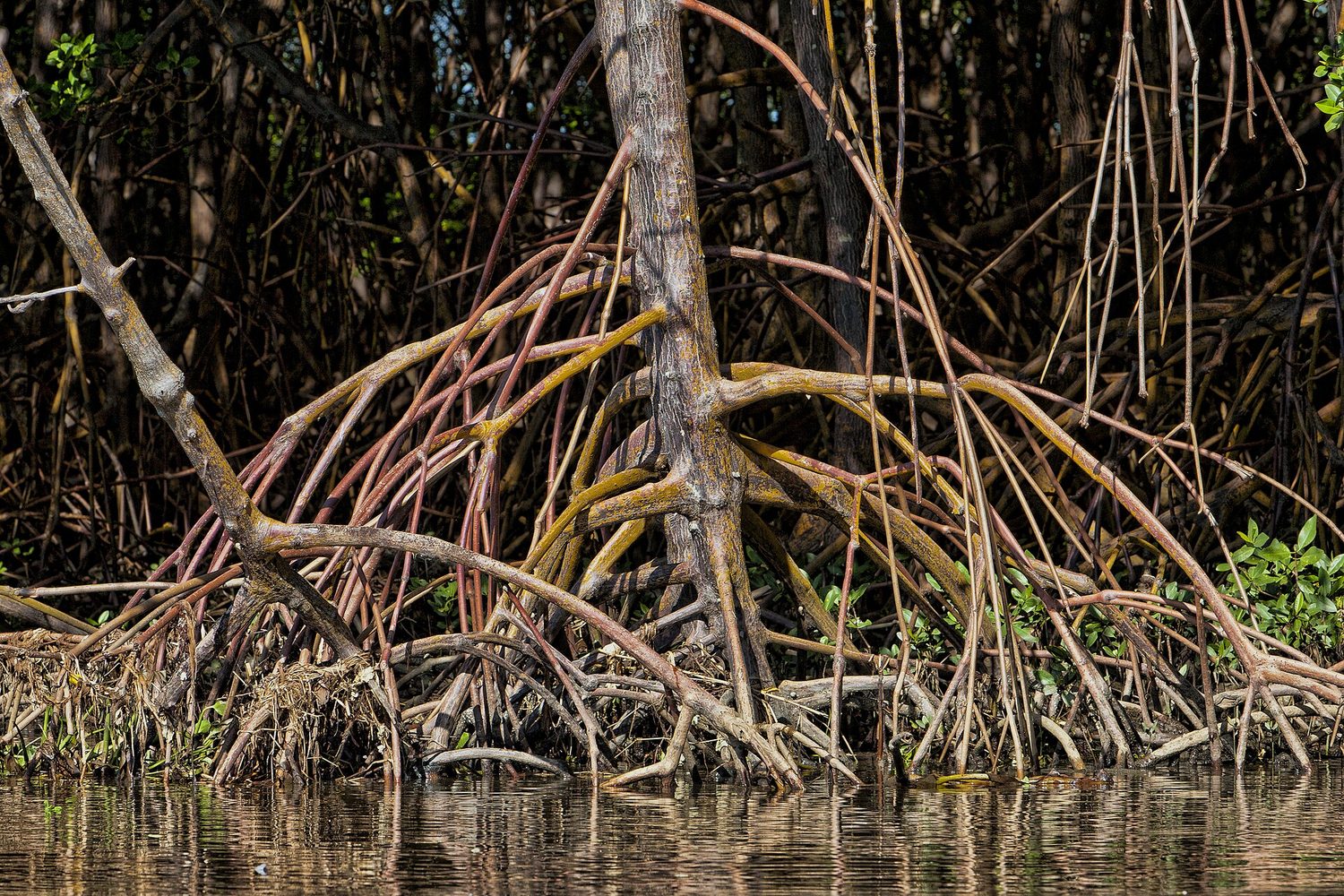 The dense, arching stilt-roots of mangrove trees rising out of shallow water
