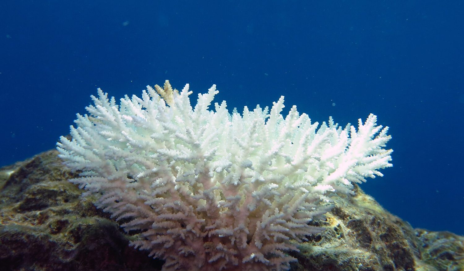 A branching coral colony turned completely bone-white, next to darker healthy reef
