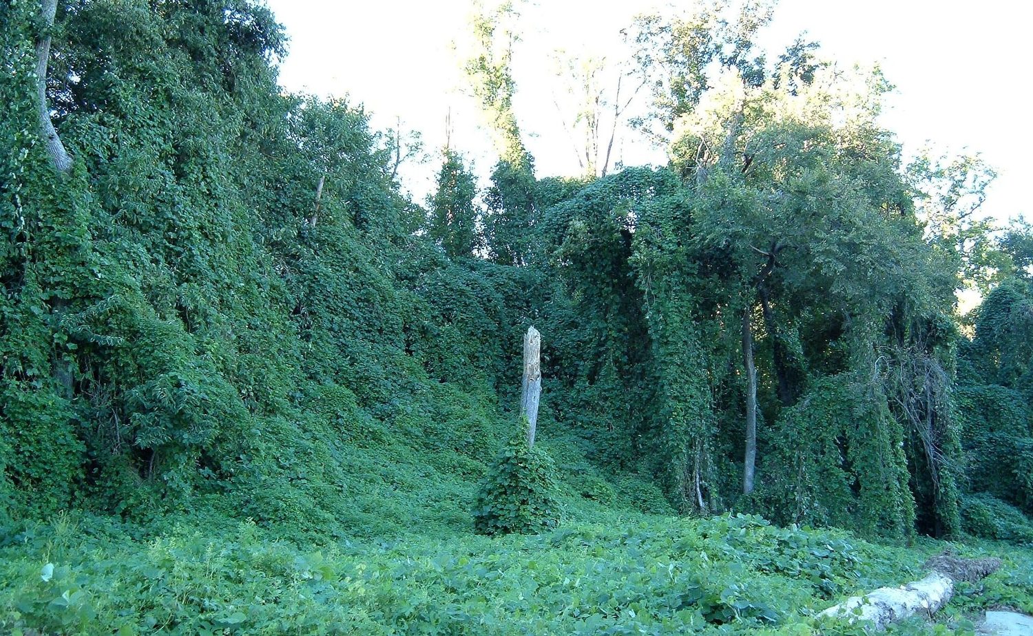 A hillside of trees completely buried under a thick green blanket of kudzu vine