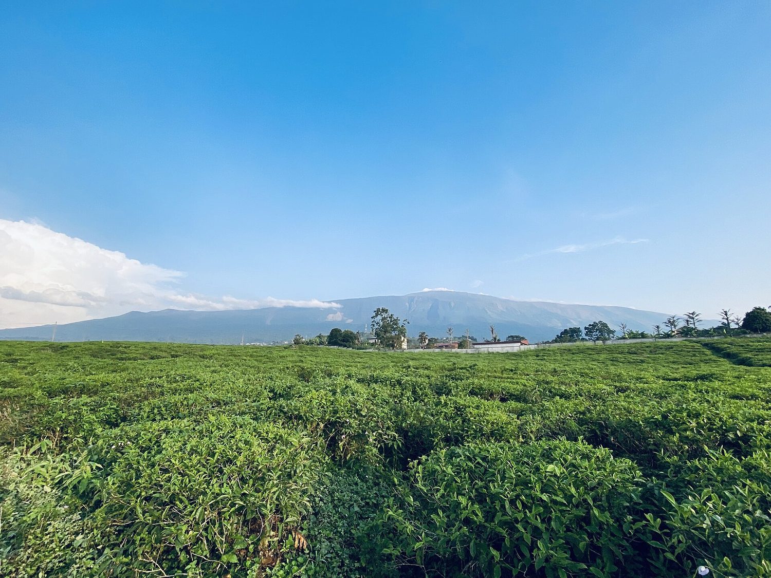 Neat parallel rows of low green tea bushes covering a hillside