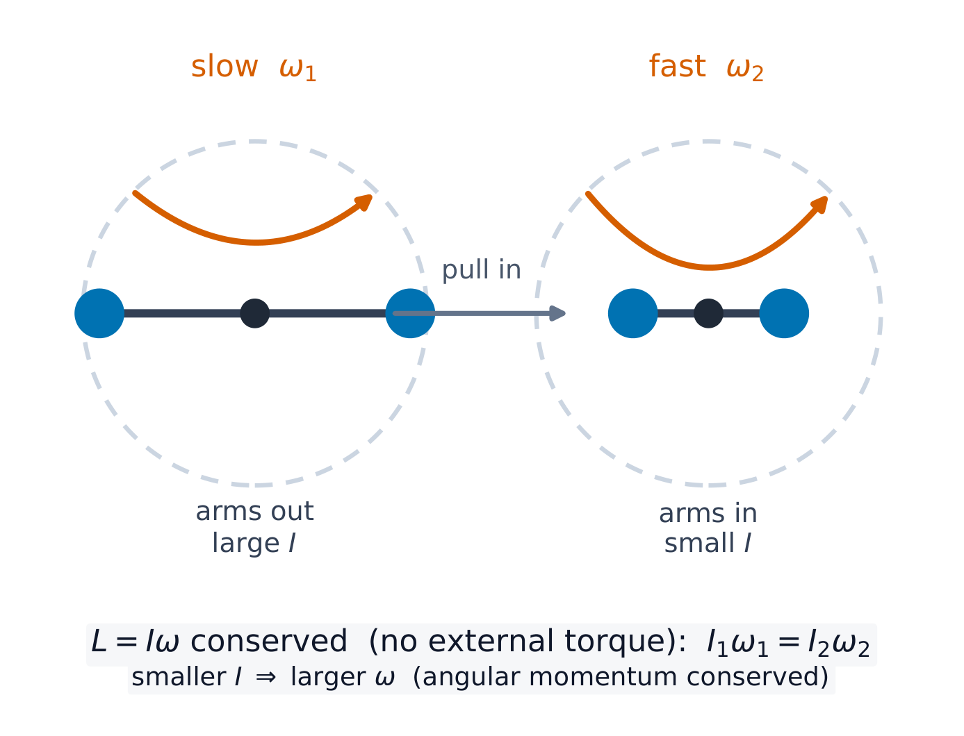 Pulling mass inward lowers I, so ω rises to conserve L = Iω