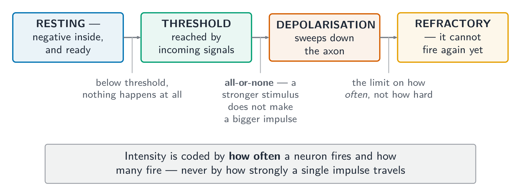 Intensity is coded by how often a neuron fires, never by how strongly one impulse travels