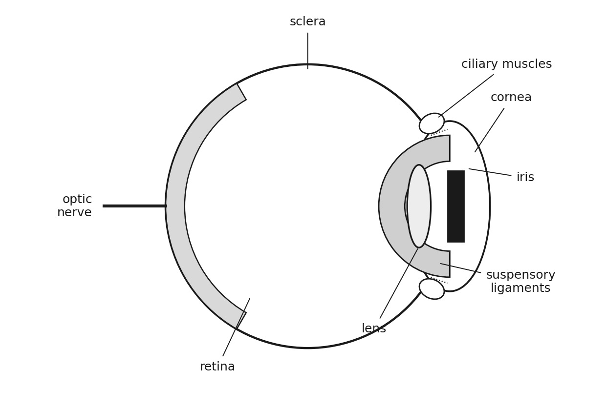 Sección vertical del ojo: esclera, córnea, iris, lente, músculos ciliares, ligamentos suspensorios, retina y nervio óptico.