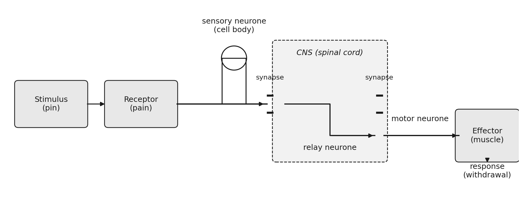 El arco reflejo: estímulo a receptor, neurona sensorial con cuerpo celular, neurona de relevo en el SNC, neurona motora al efector, con sinapsis entre neuronas.