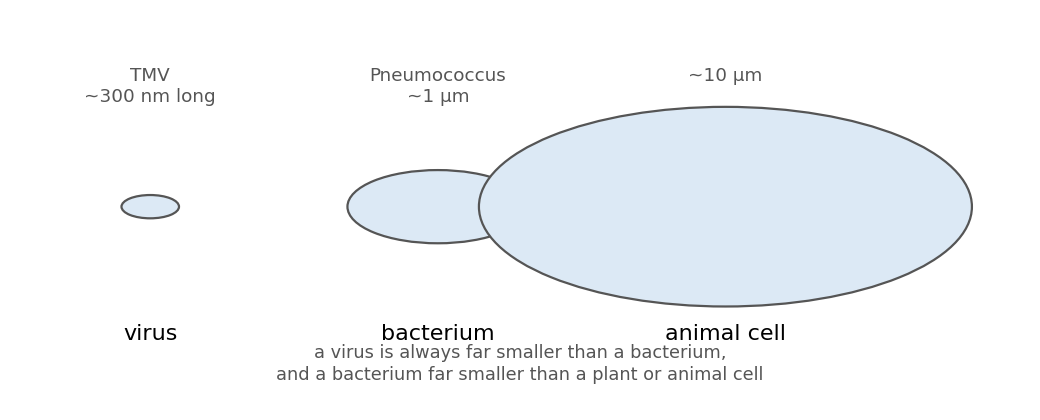 Approximate sizes: a virus is far smaller than a bacterium, which is far smaller than a plant or animal cell.