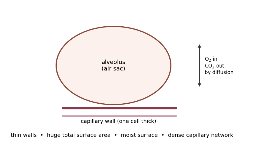 An alveolus with a one-cell-thick wall against a capillary: oxygen diffuses in, carbon dioxide out.