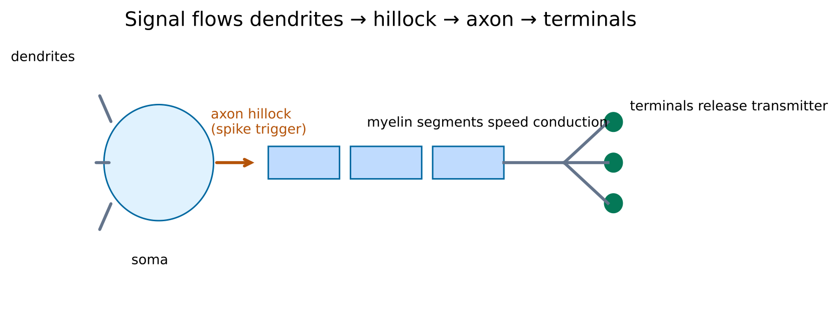 Original schematic for Neurons, synapses and brain systems. Illustrative relationships and numbers are not research results.