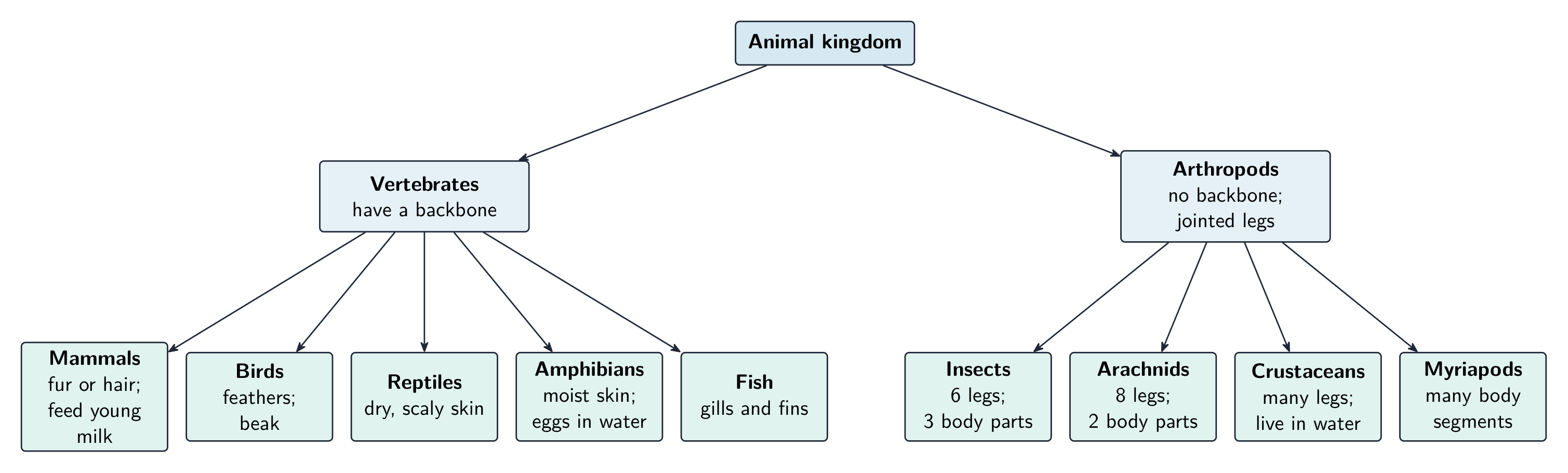 The animal kingdom splits into vertebrates with a backbone and arthropods without one, each with its main groups