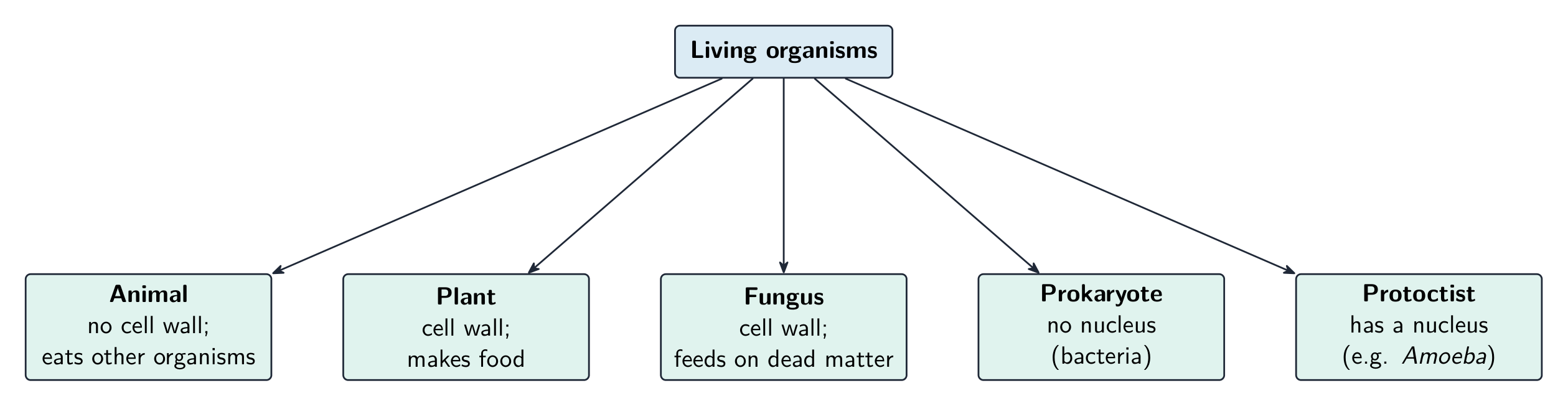 A branching diagram: living organisms split into five kingdoms — Animal, Plant, Fungus, Prokaryote and Protoctist — each with a key feature