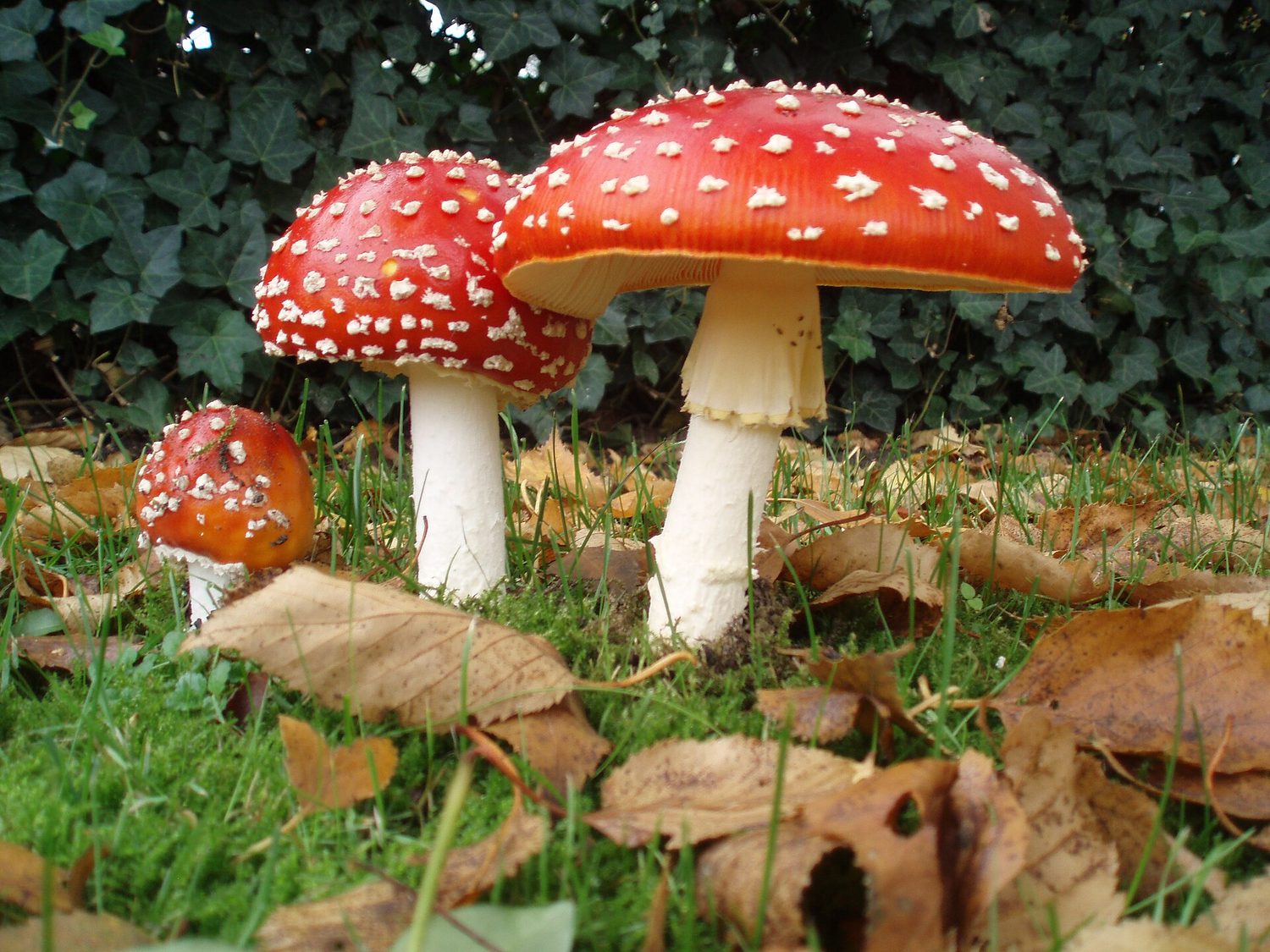 Three fly agaric mushrooms with bright red, white-spotted caps growing on a grassy lawn among fallen leaves