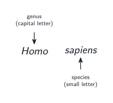The name Homo sapiens labelled: Homo is the genus with a capital letter, sapiens is the species with a small letter