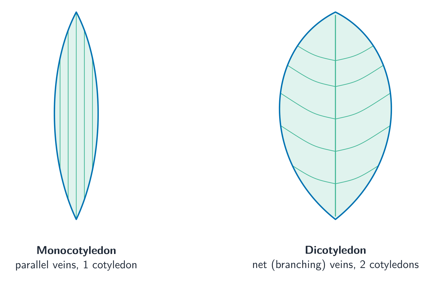 Two leaves compared: a long narrow monocot leaf with parallel veins, and a broad dicot leaf with a midrib and a net of branching veins