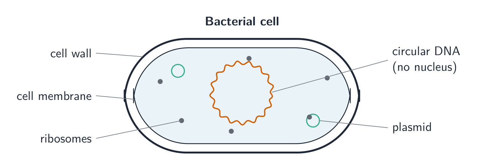 A labelled bacterial cell: a cell wall and membrane around cytoplasm holding a single loop of DNA, small plasmids and ribosomes, with no nucleus