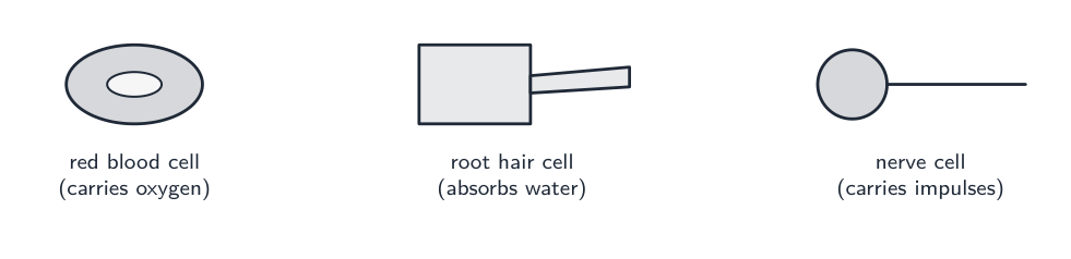 Three specialised cells: a red blood cell, a root hair cell and a nerve cell, each suited to its job