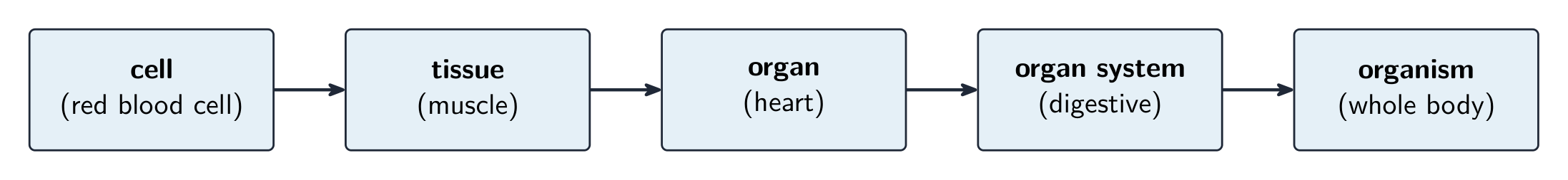 A chain of boxes linked by arrows: cell, then tissue, then organ, then organ system, then organism