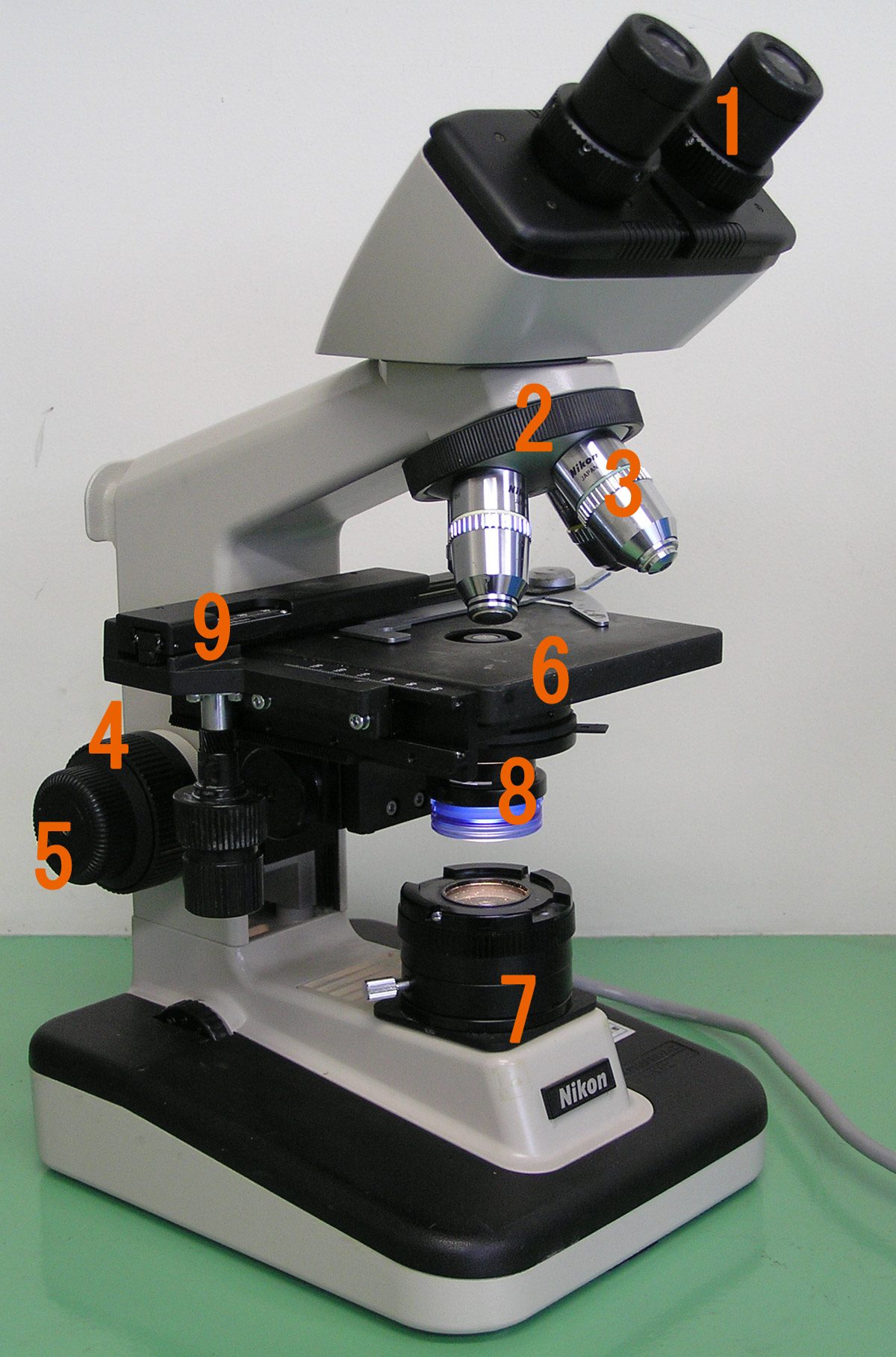 A compound light microscope with numbered parts: two eyepieces on top, objective lenses on a turret, a flat stage to hold the slide, focus knobs on the side, and a lamp and condenser below the stage