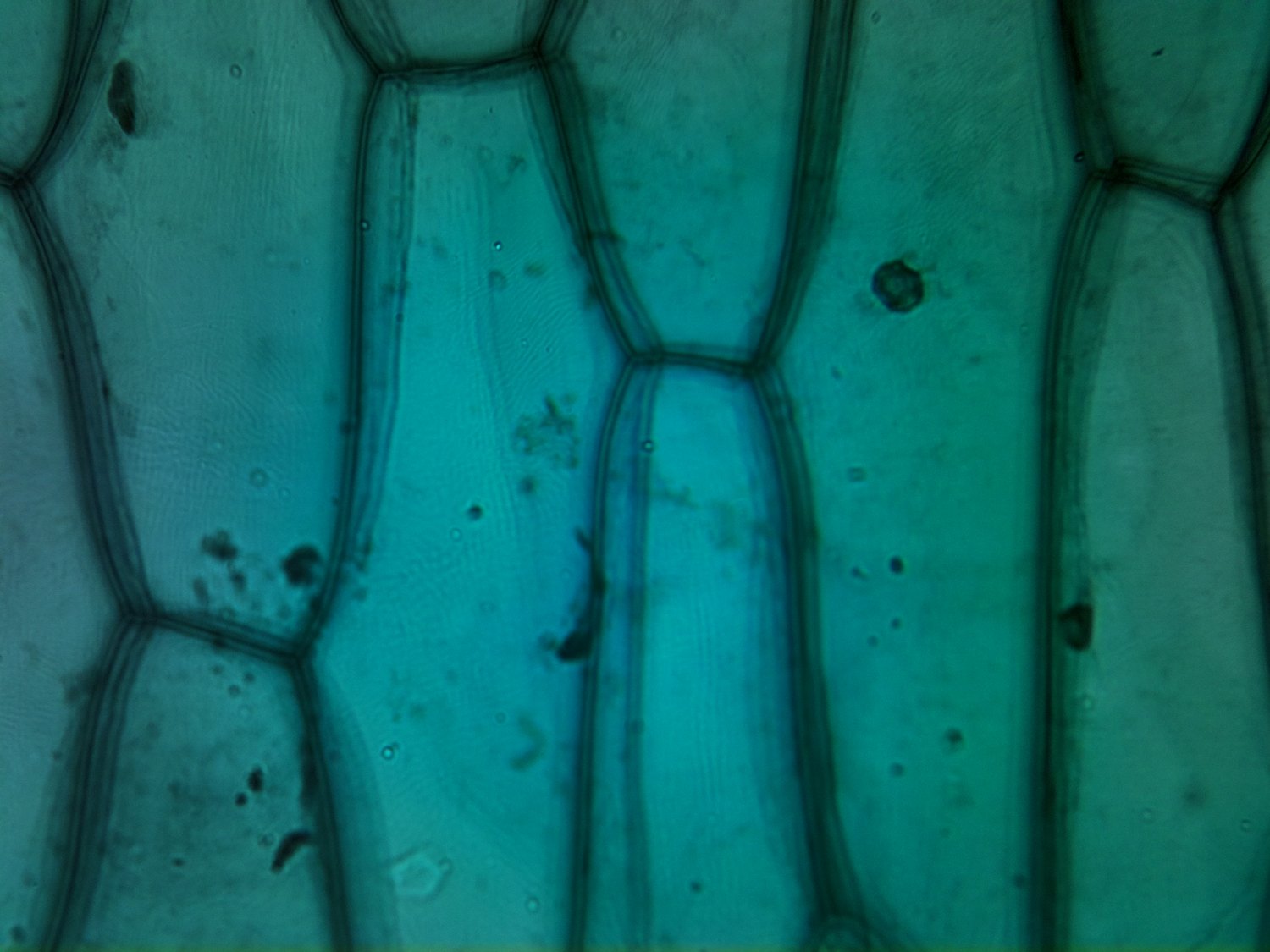 A light-microscope photo of onion epidermis cells, showing rows of brick-shaped cells with clear cell walls