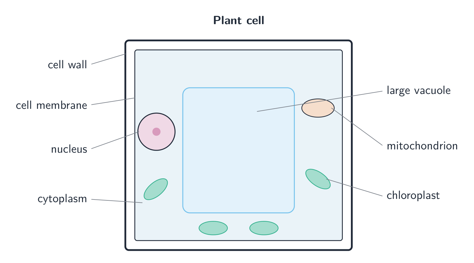A labelled plant cell: a cell wall and membrane, cytoplasm, a nucleus, a large central vacuole, chloroplasts and a mitochondrion