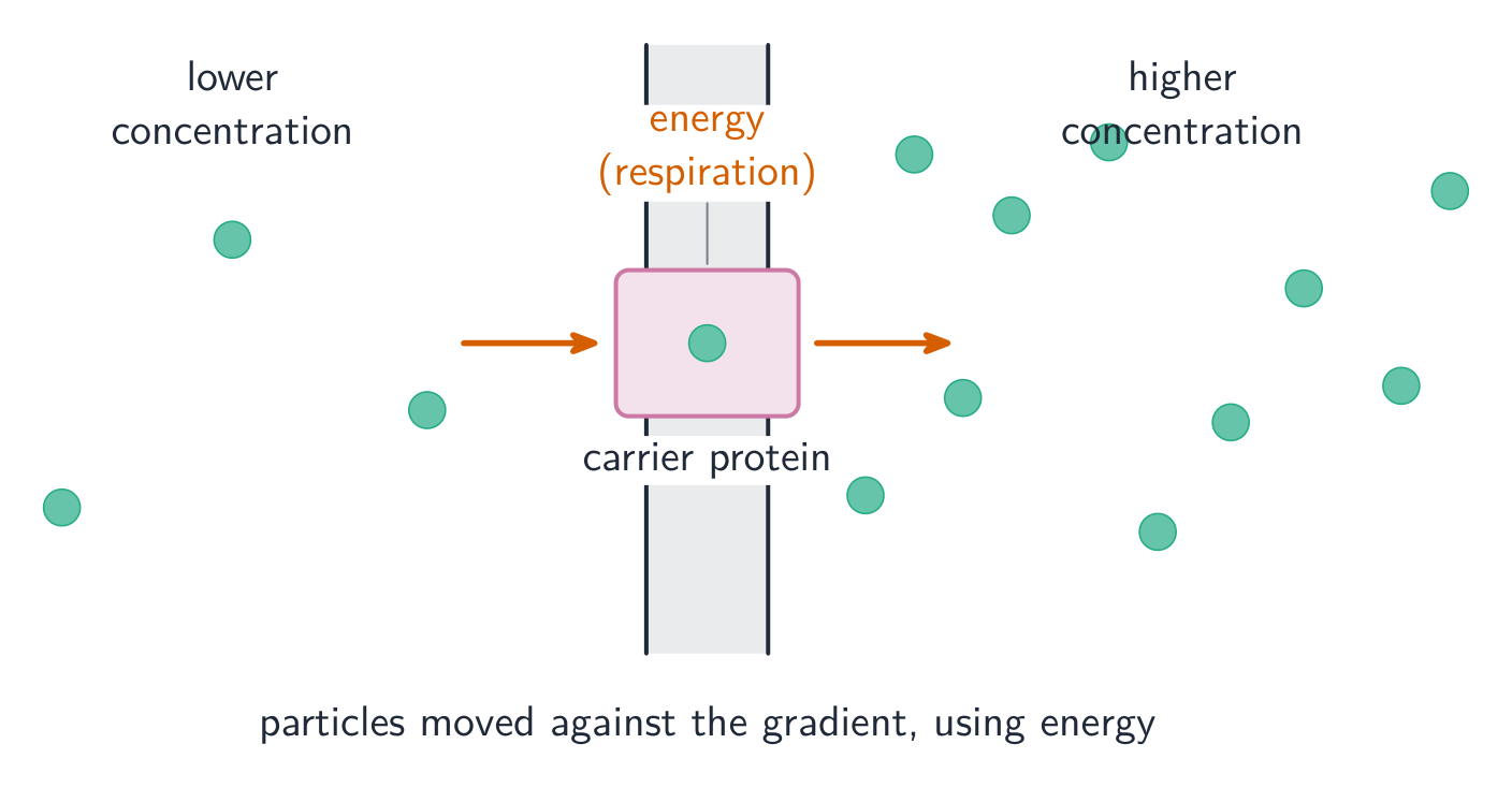 A carrier protein in the cell membrane picks up a particle from the low-concentration side and moves it to the high-concentration side, using energy from respiration