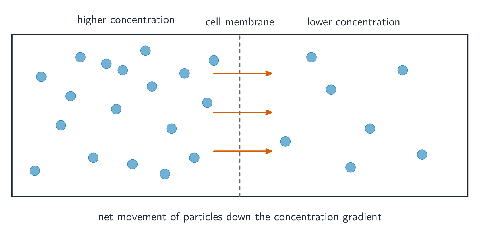 Particles crowded on one side of a cell membrane spread out to the other side, with arrows showing the net movement to the less crowded side