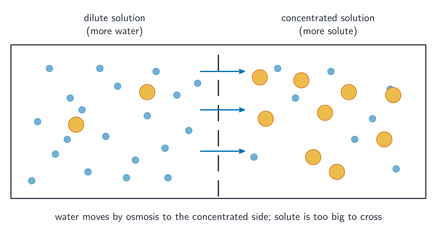 Small water molecules cross a partially permeable membrane both ways but net toward the concentrated side, while the larger solute particles cannot cross