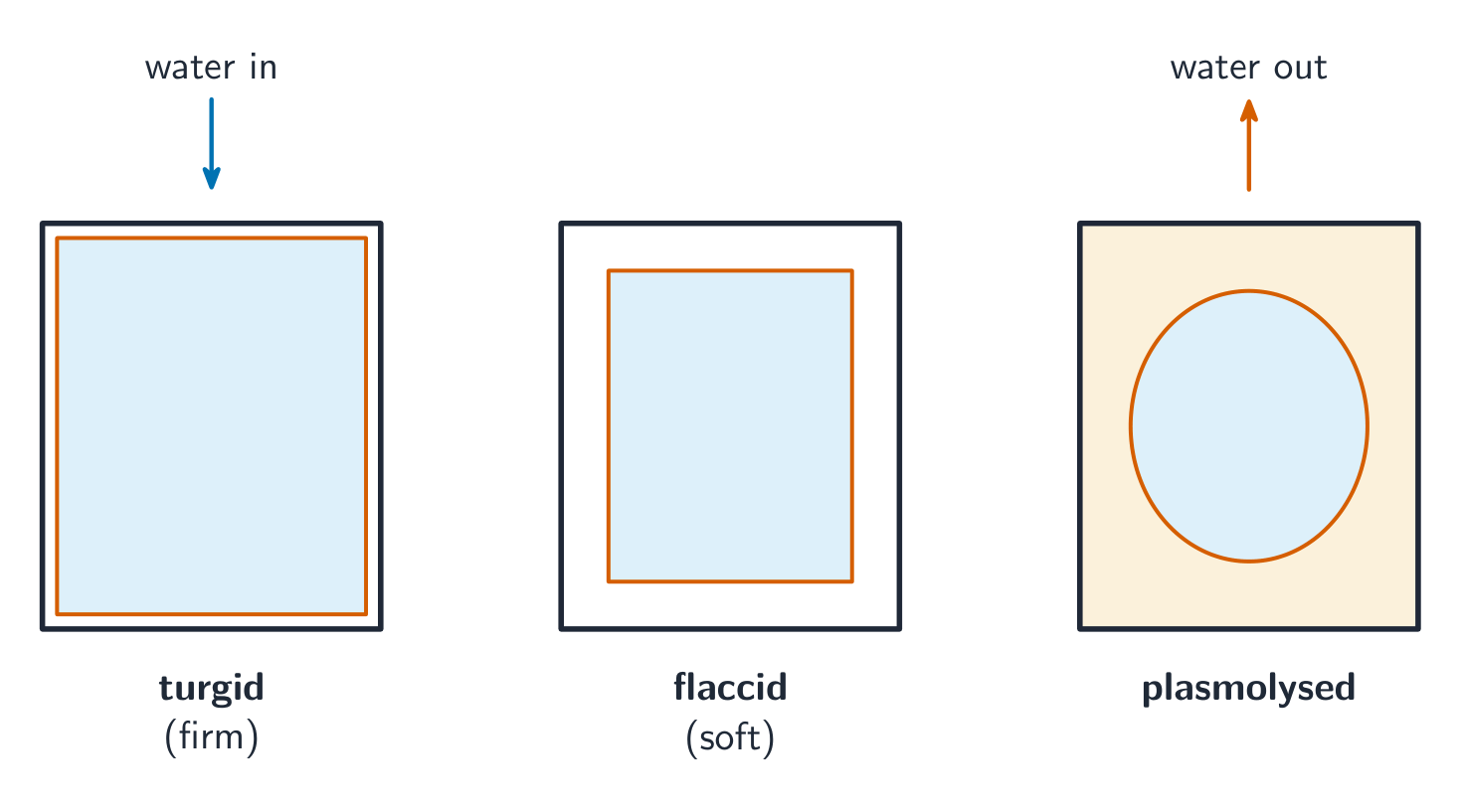 Three plant cells: a turgid cell with the membrane pressed to the wall, a flaccid cell with the membrane pulled in, and a plasmolysed cell with the membrane pulled right away from the wall