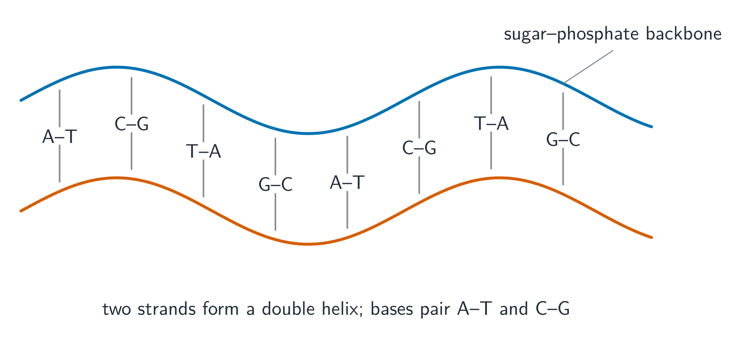 DNA drawn as a twisted ladder: two backbone strands joined by rungs of paired bases, A with T and C with G