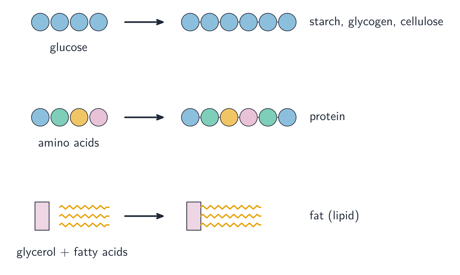 Three rows showing small units joining into large molecules: glucose into starch, amino acids into protein, and glycerol plus fatty acids into a fat
