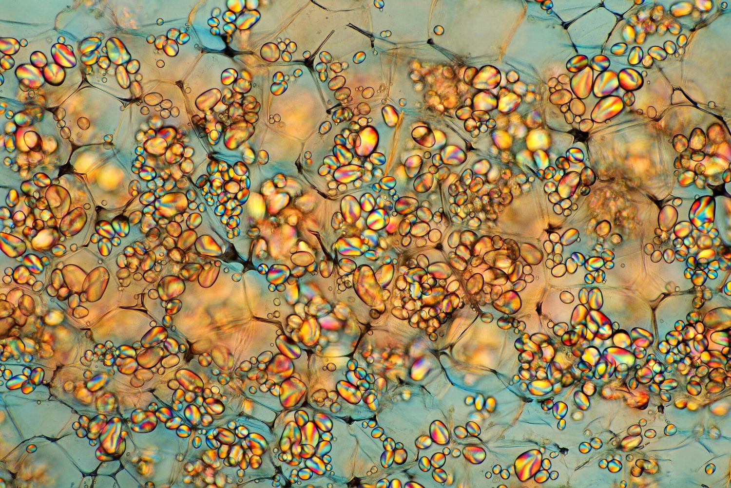 A polarized-light micrograph of potato starch grains: many egg-shaped grains showing bright rainbow cross patterns