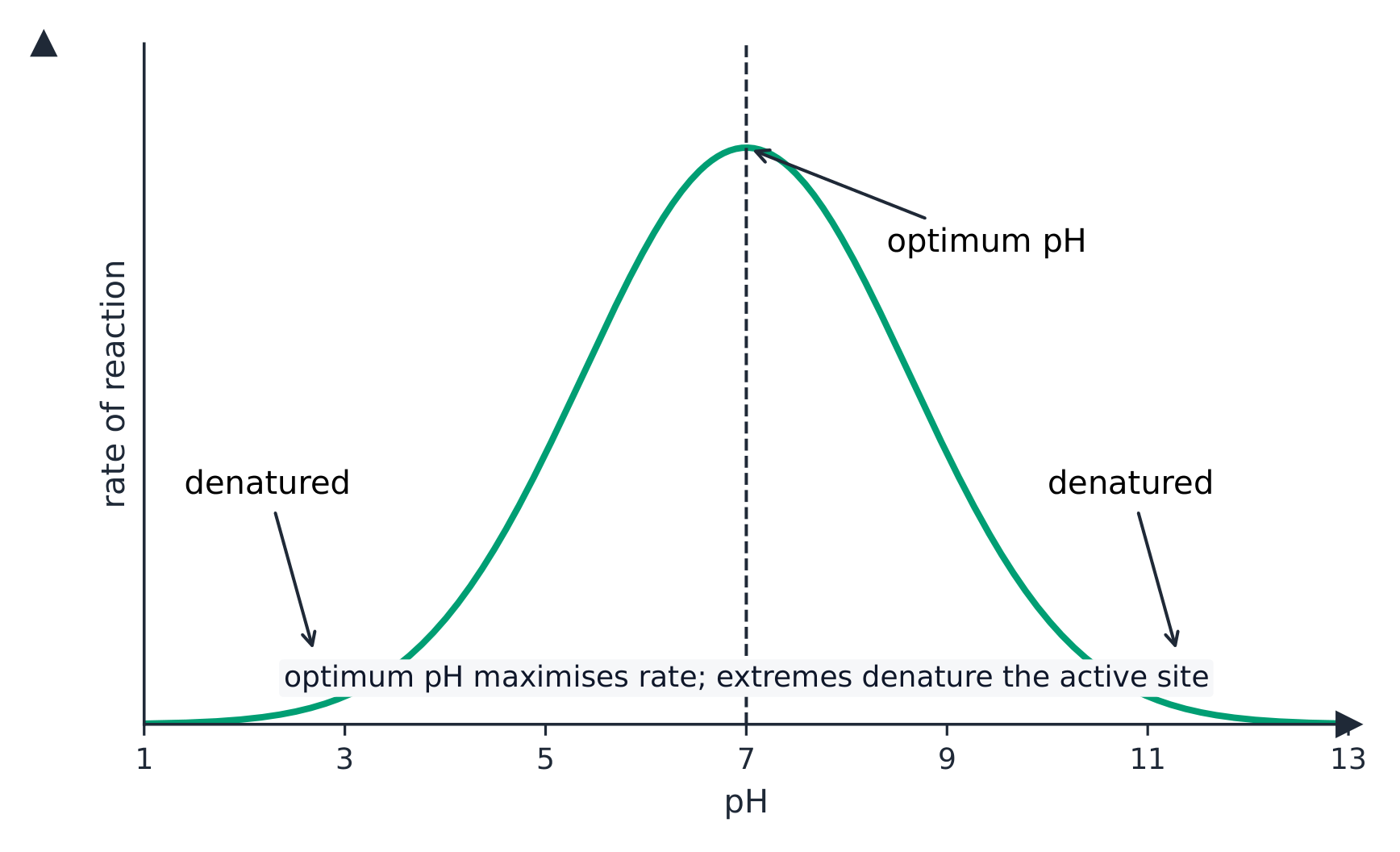 A graph of reaction rate against pH: a bell-shaped curve that peaks at the optimum pH and falls away on both sides as the enzyme is denatured