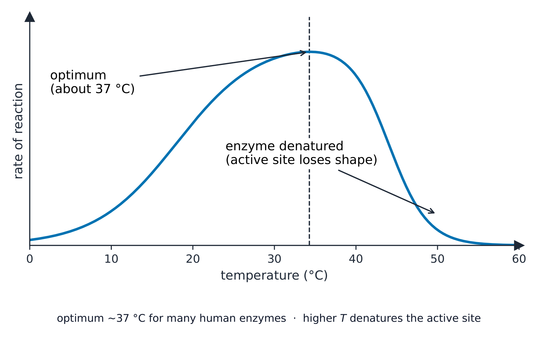 Un gráfico de la velocidad de reacción frente a la temperatura: la velocidad aumenta hasta alcanzar un pico alrededor de los 37 grados, luego cae bruscamente a medida que la enzima se desnaturaliza