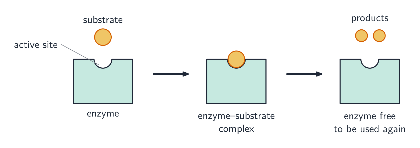 An enzyme with a notch-shaped active site; the matching substrate fits in to form an enzyme-substrate complex, then leaves as two product pieces, freeing the enzyme