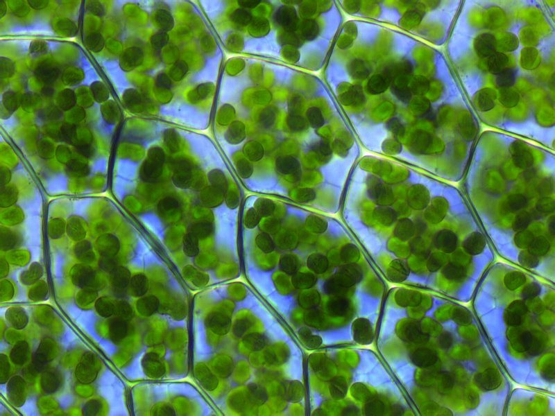Una micrografía óptica de células de hoja de musgo: cada célula rectangular está llena de pequeños cloroplastos verdes ovalados