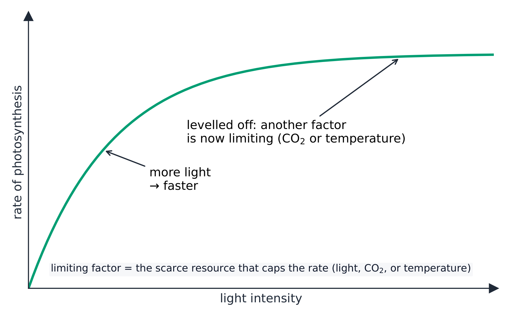 A graph of rate of photosynthesis against light intensity: the rate rises with more light, then levels off when another factor becomes limiting