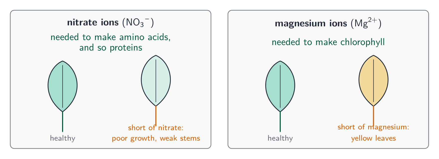 Two cards: nitrate ions are needed for amino acids so a plant short of nitrate grows poorly with weak stems; magnesium ions are needed for chlorophyll so a plant short of magnesium has yellow leaves