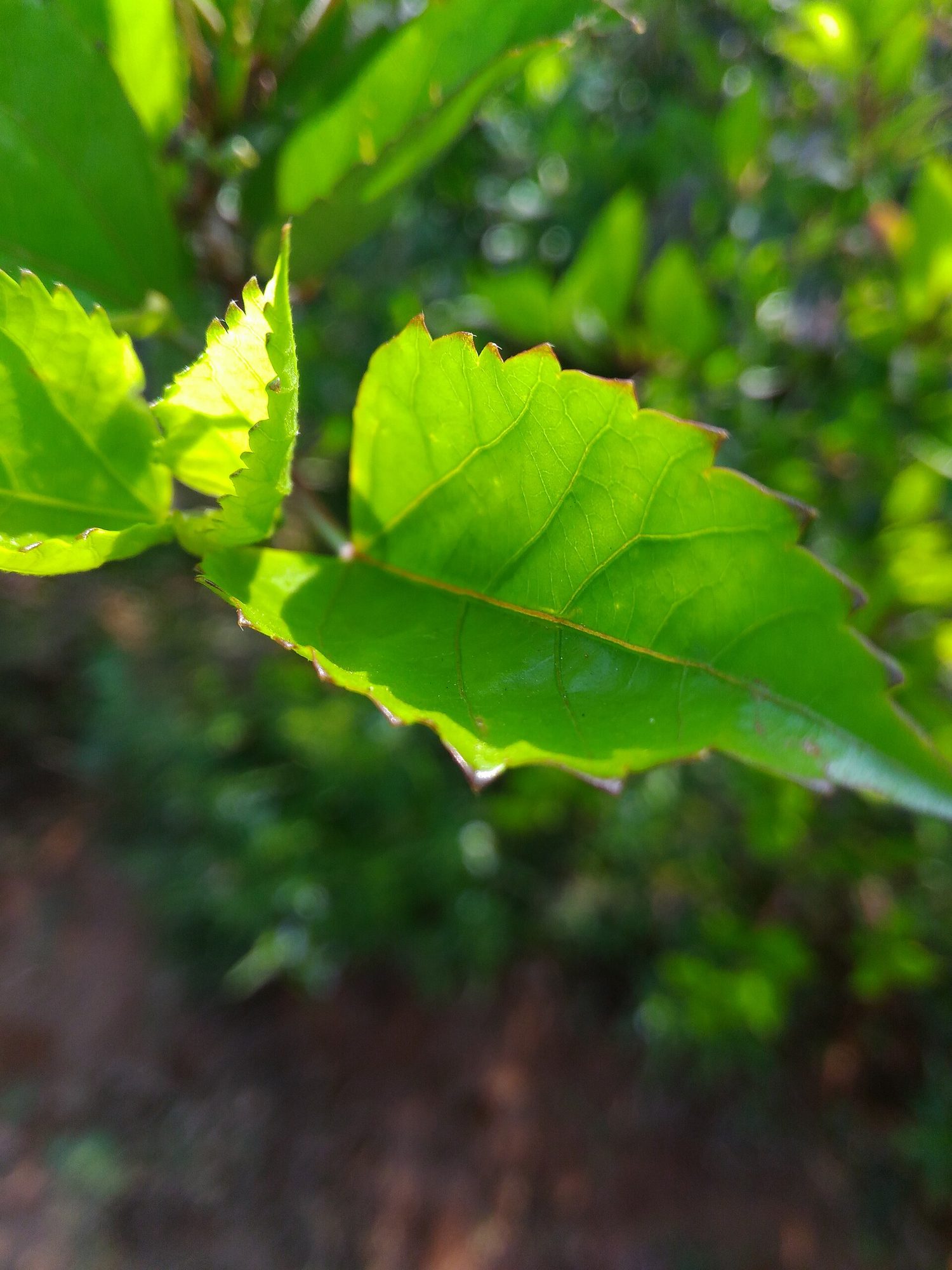Green leaves backlit by sunlight