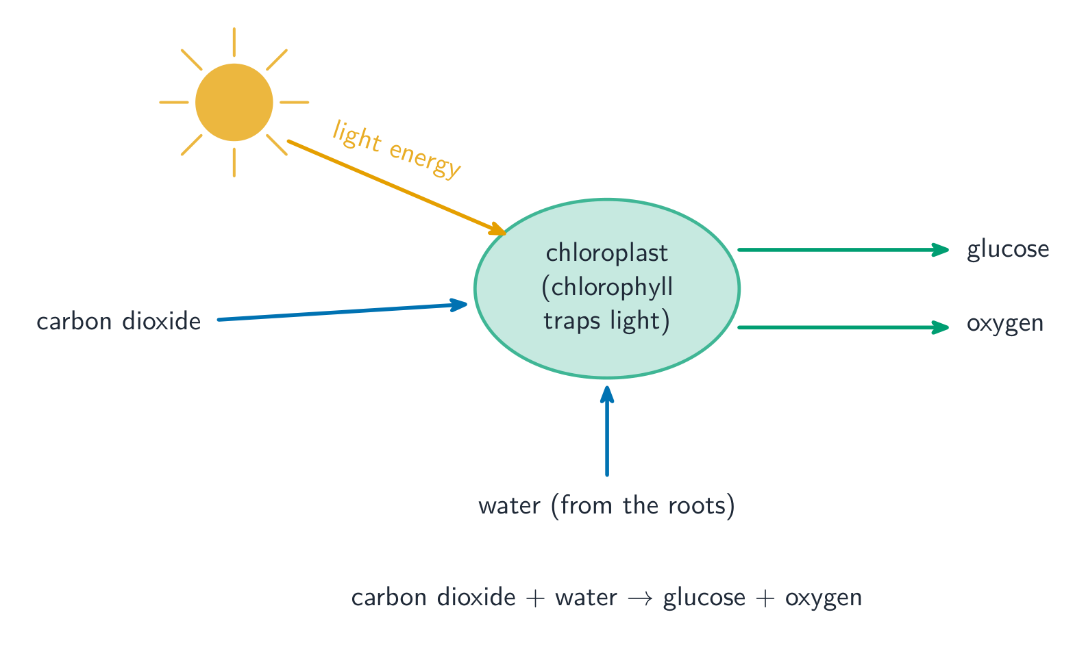 A chloroplast with light energy from the sun arriving, carbon dioxide and water going in, and glucose and oxygen coming out, with the word equation below