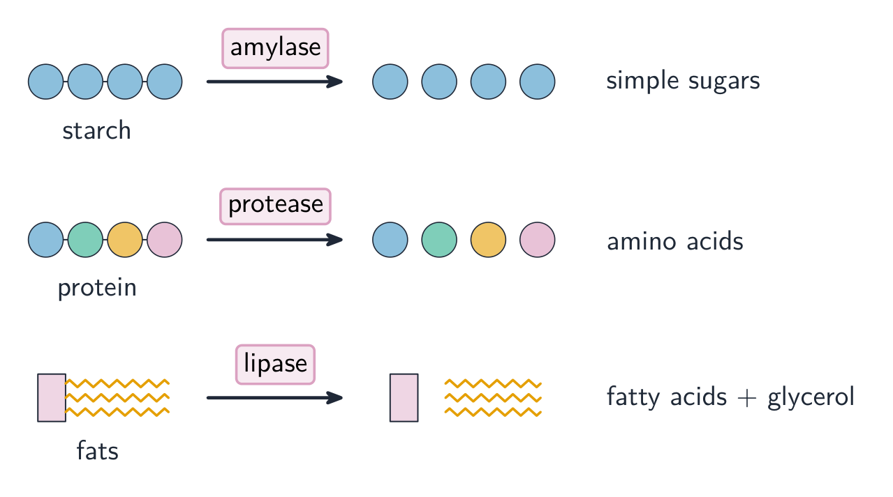 Three rows showing enzymes breaking large molecules into small ones: amylase turns starch into simple sugars, protease turns protein into amino acids, lipase turns fats into fatty acids and glycerol