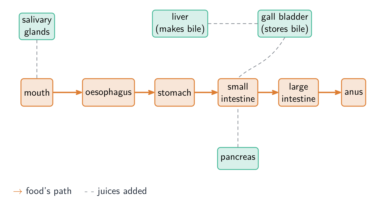 A flow diagram of the digestive system: mouth, oesophagus, stomach, small intestine, large intestine and anus along the food's path, with salivary glands, liver, gall bladder and pancreas adding juices