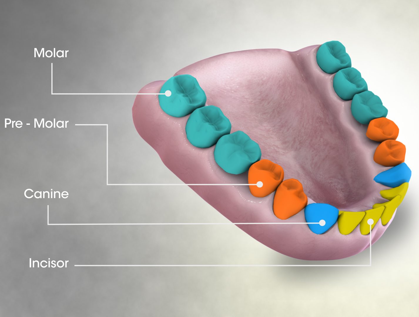 A 3D model of a lower jaw with the teeth colour-coded by type: flat-topped molars and premolars at the back, pointed canines, and chisel-shaped incisors at the front